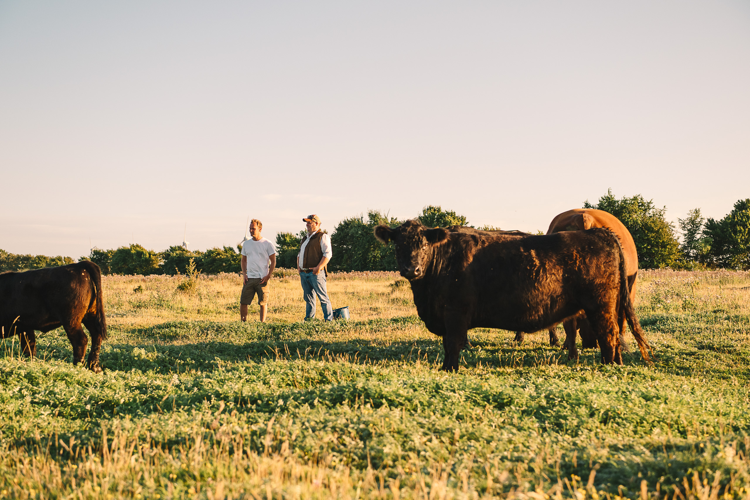 Küstenweide_Premiumfleisch-von-Fehmarn_DSC1456