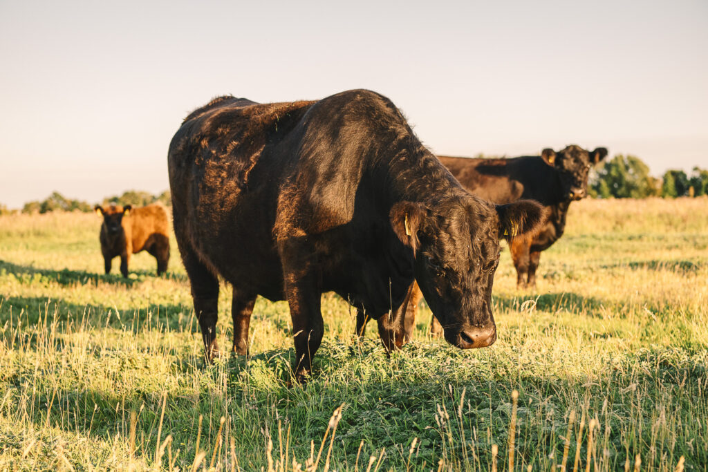Küstenweide_Premiumfleisch-von-Fehmarn_DSC1480
