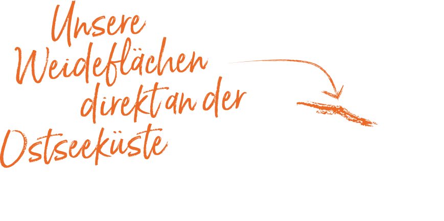 Küstenweiden: Unsere Rinder verbringen etwa neun Monate im Jahr auf den Naturschutzflächen an der Nordküste Fehmarns.